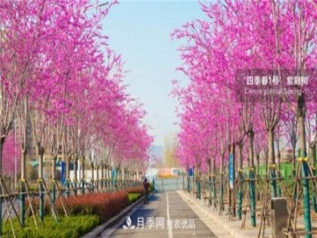 苗木产品的价格、价值和供需，三角关系之动态平衡