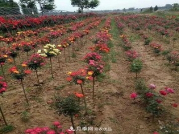 高颜值！安庆多彩月季现身园林景观