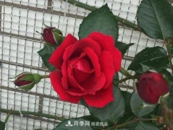 说一说南阳月季园的四种红色藤本月季