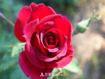 常见的红色藤本月季有哪些品种？