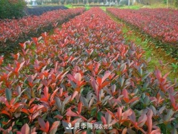 南阳市内乡县五角枫红叶石楠基地