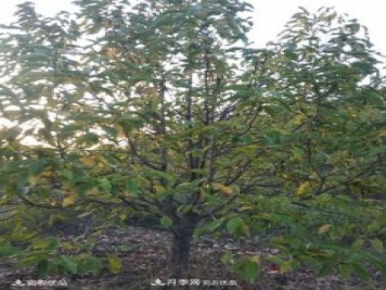 中国辛夷之乡，南召辛夷花树的介绍