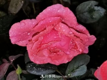 夜色下的谦卑，月季到底有多美？