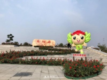 南阳月季在安徽第十届中国月季展览会上大放异彩