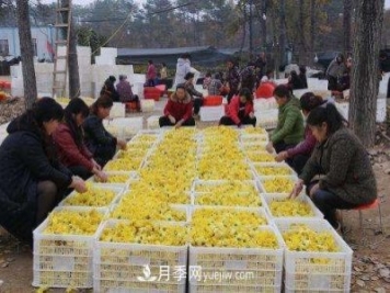 金丝贡菊变成金元宝？南召县石门乡村民增收致富尝甜头