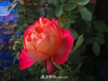 藤本月季品种——藤宝贝