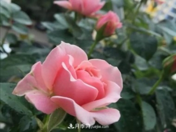 月季品种推荐：世霸