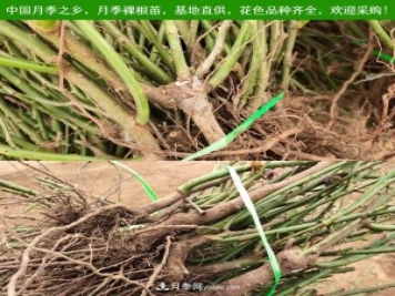 月季裸根苗，2020南阳月季裸根苗大量出货中