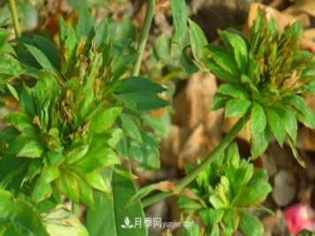 中国古老月季品种-绿萼