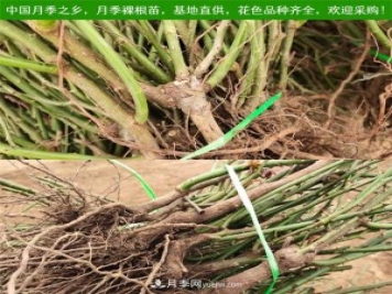 2025年南阳月季裸根苗价格