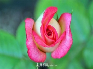 法国月季的摩纳哥公主、摩纳哥公爵和摩纳哥王妃夏琳是什么关系？