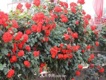 橘红火焰月季/桔红火焰月季