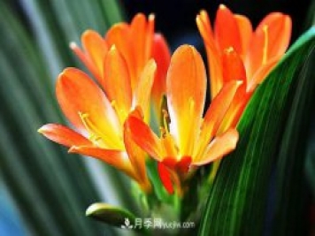 11种友谊之花，最能代表友情的花卉