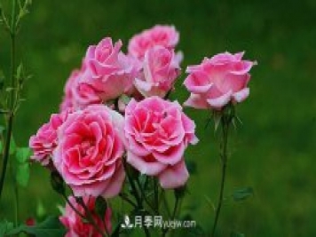 中国月季（国月）的魅力，南阳是中国月季核心原产地