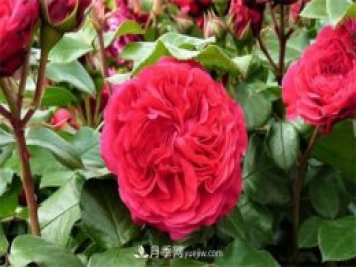 月季品种红达和红龙的区别 二者有什么不同