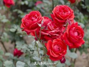 黑魔术月季优缺点，适合新手养殖吗