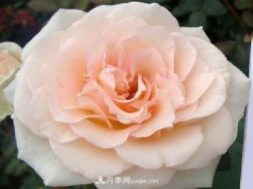 把这些花养好了，家里分分钟变花海，保证你天天待着都不想出门！