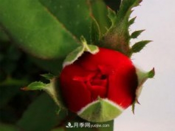 南阳盆栽月季怎么浇水