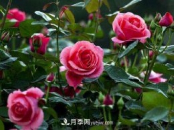 树状月季的嫁接修剪技术，你知道吗