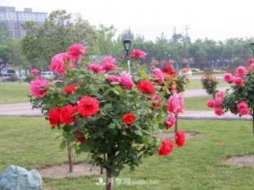 树状月季什么时间剪枝打理？