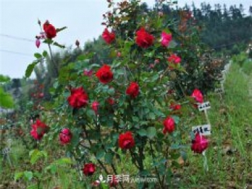 四季浓香蔓玫月季