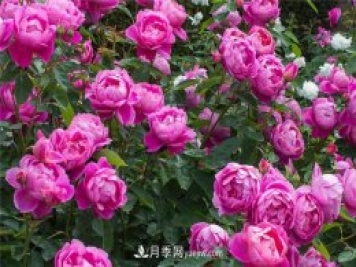 月季花水扦插懒人版和月季扦插苗假植方法