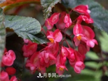 有3种花养在室内长得好，叶子还能叶插成活