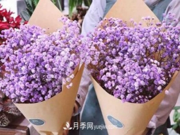 紫色满天星的花语是什么？紫色满天星适合送给什么人？