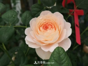 月季和玫瑰，她们都叫Rose！美丽与浪漫的化身