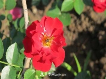 地被月季的小知识和代表品种