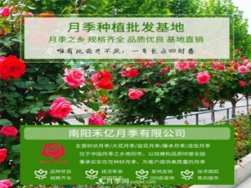 批发南阳月季，就选择南阳禾亿月季基地，放心