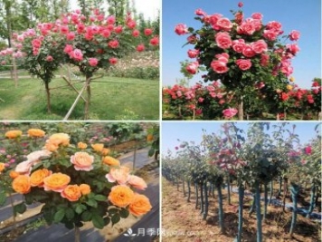 绿化苗木社群营销——苗木人如何在2021年存活