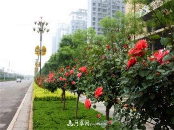 冬季常绿的绿化苗木有哪些？