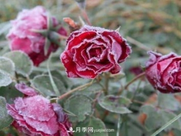 盆栽月季花冬季管理必知，修剪、防冻、防风