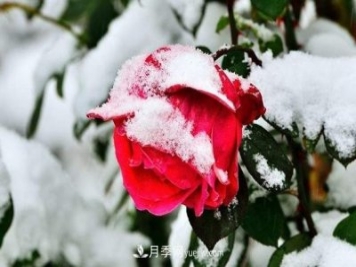 盆栽月季冬天养护五要点