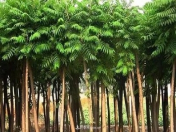 2021年楸树需求量将爆发式增长，苗木人可占据商机