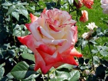 法拉皇后月季，一个优秀的小众月季