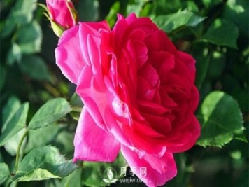 藤本月季大游行种植养护指南