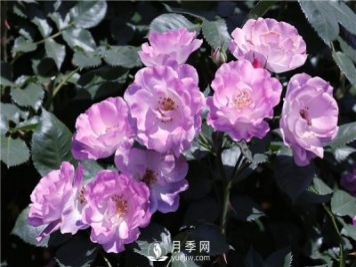 月季花有几种颜色？