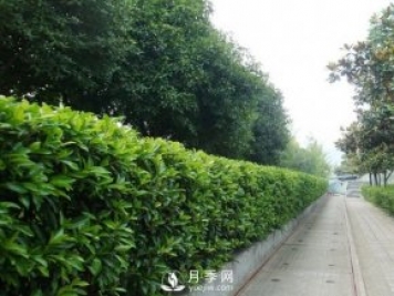 冬青与黄杨区别，冬青与黄杨有什么不同