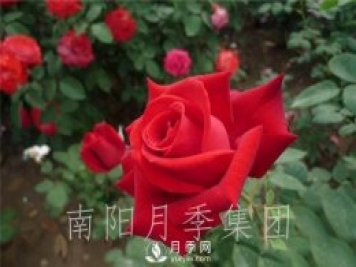 月季肥伤怎么办？大花月季两大症状描述