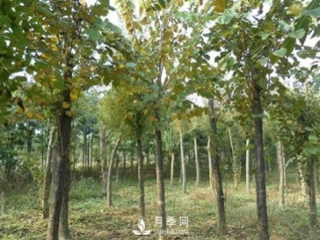 巨紫荆常见病虫害防治方法介绍