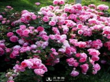 月季的繁殖方式有哪些？南阳石桥月季告诉你