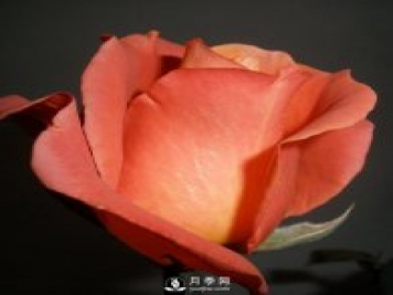 南阳月季给你介绍月季花谱