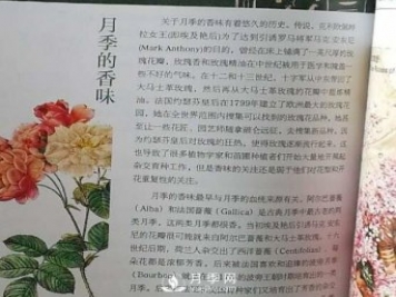 关于月季的香味你知道吗