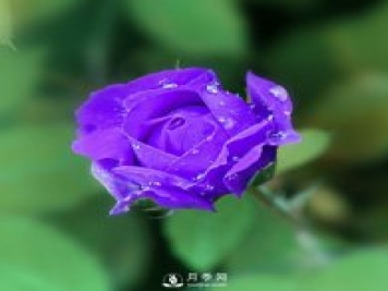 月季网说说月季的主要用途是哪些方面？