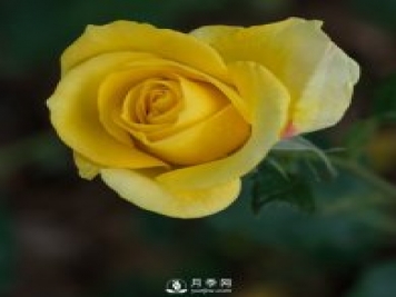 树状月季批发商为大家介绍月季日光温室栽培技术的田间管理