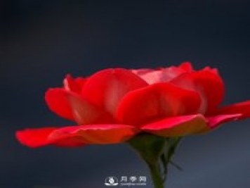 室内种植月季，叶子黄化了是什么原因？