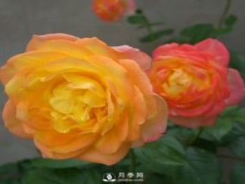 如何种植月季黄金盛典？