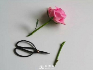 藤本月季的花后修剪和施肥